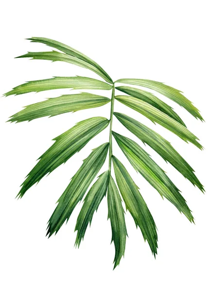 Χειροποίητα Φύλλα Φοίνικα Τροπικό Πράσινο Φυτό Απομονωμένο Λευκό Φόντο Βοτανική — Φωτογραφία Αρχείου