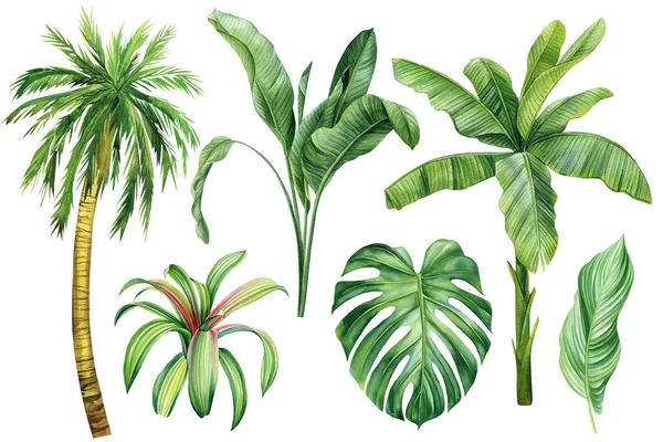 Állítsa Pálmafa Trópusi Növények Elszigetelt Fehér Háttér Clip Art Kézzel — Stock Fotó
