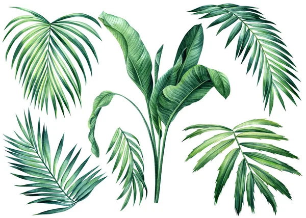 Set Palmera Plantas Tropicales Sobre Fondo Blanco Aislado Clip Art — Foto de Stock