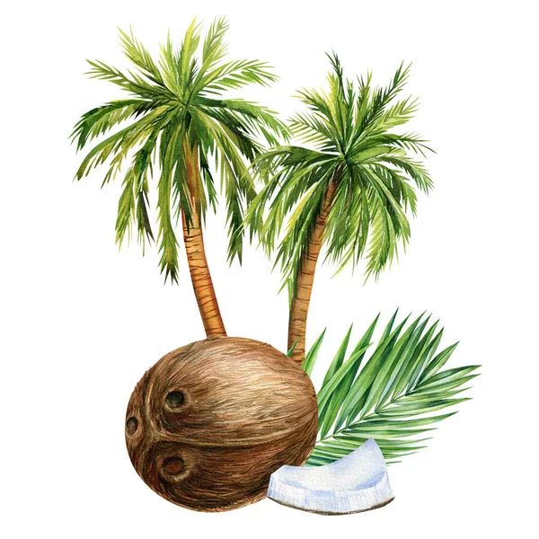Watercolor Palm Trees Coconuts Isolated White Background Hand Painted Palm — Stock Photo, Image