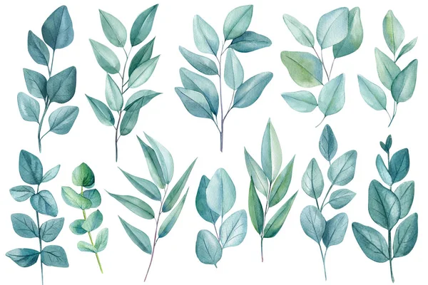 Aquarell Eukalyptusblätter Isoliert Auf Weißem Hintergrund Lässt Eukalyptus Von Hand — Stockfoto