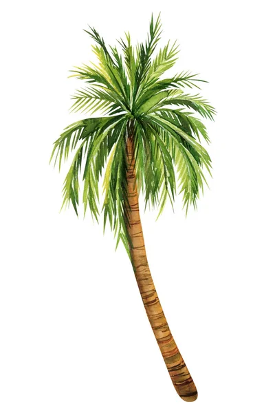 Watercolor Palm Trees Isolated White Background Hand Painted Palm Tree — Stock Photo, Image