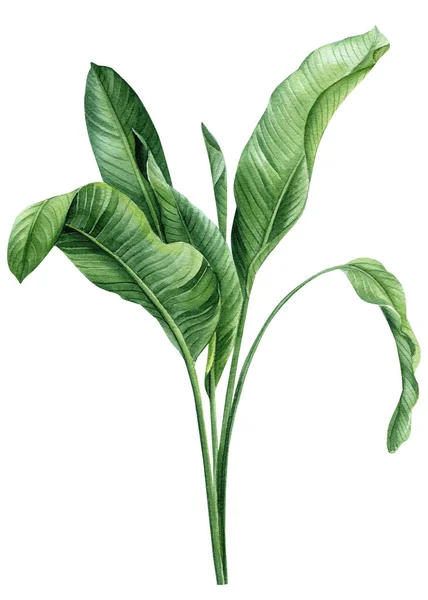 Set Palme Tropische Pflanzen Auf Isoliertem Weißen Hintergrund Clip Art — Stockfoto