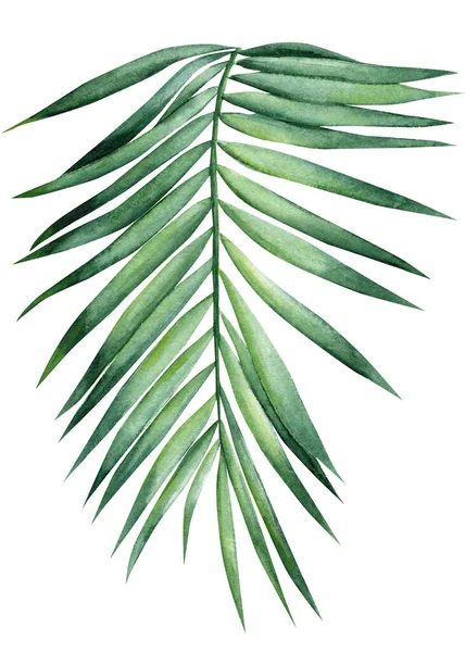 手绘棕榈叶 热带绿色植物在孤立的白色背景 水彩画植物 高质量的例证 — 图库照片