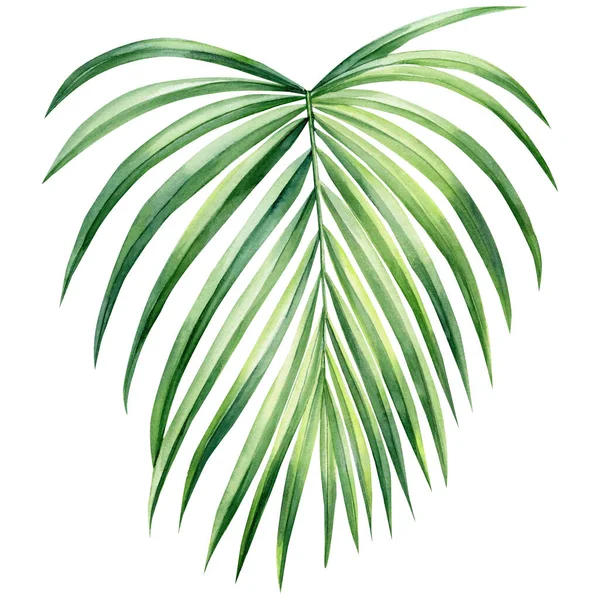 Kézzel Rajzolt Pálmalevelek Trópusi Zöld Növény Elszigetelt Fehér Háttér Akvarell — Stock Fotó
