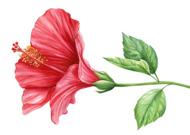 Hibiscus çiçeği, izole edilmiş beyaz arka plan, tropikal çiçek, çiçekli suluboya botanik çizim, el çizimi. Yüksek kaliteli illüstrasyon