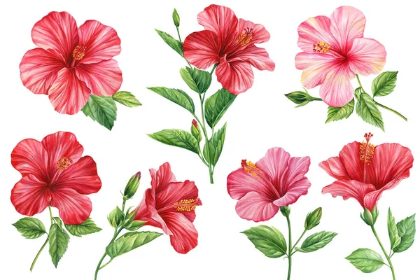 Hibiscus Blommor Set Isolerad Vit Bakgrund Botanisk Illustration Tropiska Blommor — Stockfoto