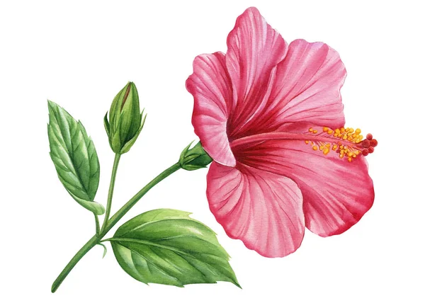 芙蓉花 孤立的白色背景 热带花 花卉水彩画 高质量的例证 — 图库照片