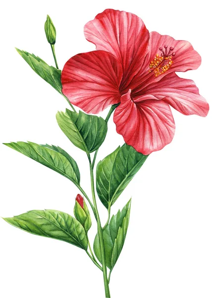 Hibiškový Květ Izolované Bílé Pozadí Tropický Květ Květinová Akvarel Botanické — Stock fotografie