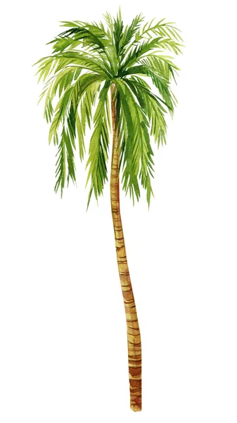 在白色背景上隔绝的水彩棕榈树 手绘棕榈树 高质量的例证 — 图库照片