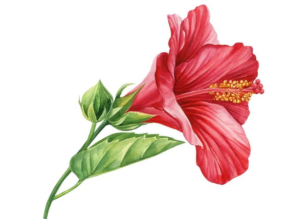 Hibiškový Květ Izolované Bílé Pozadí Tropický Květ Květinová Akvarel Botanické — Stock fotografie