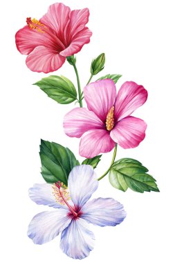 Tropik çiçek. Hibiscus çiçekleri, soyutlanmış beyaz arka plan, botanik çizimler, renkli flora suluboya. Yüksek kaliteli illüstrasyon
