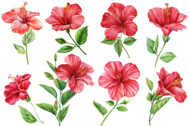 Hibiscus çiçekleri seti, izole edilmiş beyaz arka plan, botanik illüstrasyon, tropikal renkli çiçek unsurları suluboya. Yüksek kaliteli illüstrasyon