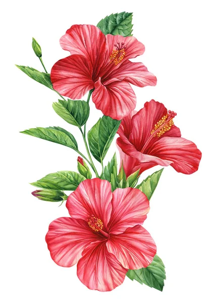 Tropická Květina Květy Ibišku Izolované Bílé Pozadí Botanická Ilustrace Barevná — Stock fotografie