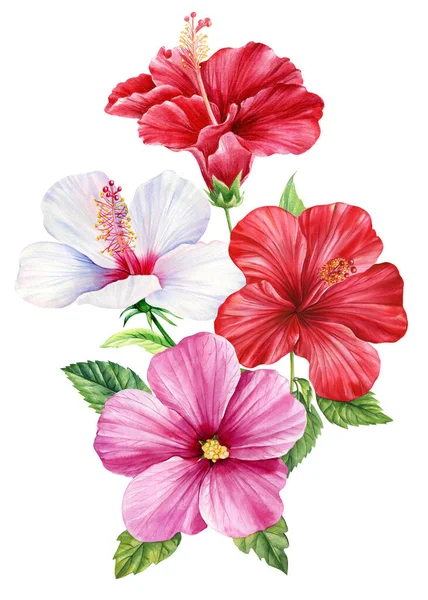 Tropical flower. Hibiscus flowers, isolated white background, botanical illustration, colorful flora watercolor. High quality illustration