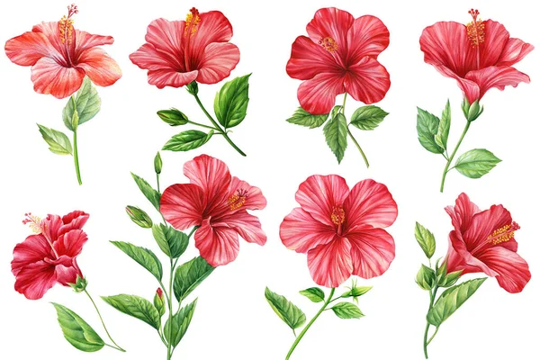 Sada Květin Ibišku Izolované Bílé Pozadí Botanická Ilustrace Tropické Barevné — Stock fotografie