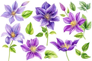 Yaz çiçeği. Tropik suluboya egzotik çiçekler. Yapraklar, parti için beyaz arka planda izole edilmiş çiçekler, tatil davetiyesi. Yüksek kaliteli illüstrasyon