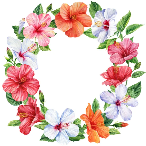 Hibiscus Flowers Wreath Isolated White Background Botanical Illustration Tropical Colorful — Stock Photo, Image