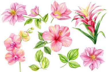 Yaz çayır çiçekleri, yapraklar. Botanik elementler izole edilmiş. Modern yeşillik suluboya. Davetiye kartı. Yüksek kaliteli illüstrasyon