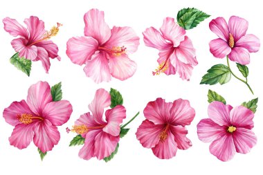 Pembe çiçek unsurları suluboya, Hibiscus çiçekleri seti, izole beyaz arka plan, yaz illüstrasyonu, tropikal çiçek. Yüksek kaliteli illüstrasyon