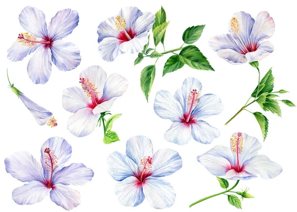 Conjunto Flores Blancas Hibisco Fondo Blanco Aislado Ilustración Botánica Elementos — Foto de Stock