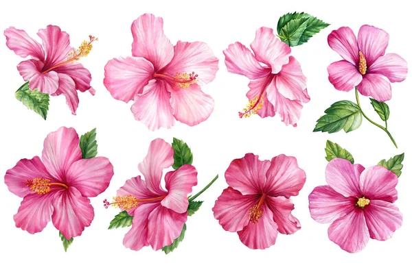粉红色花元素水彩画 芙蓉花集 隔离的白色背景 夏季插图 热带花 高质量的例证 — 图库照片