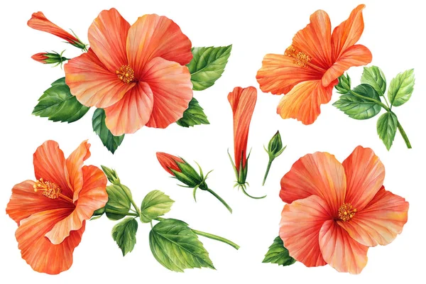 Sada Květin Ibišku Izolované Bílé Pozadí Botanické Ilustrace Tropické Květiny — Stock fotografie