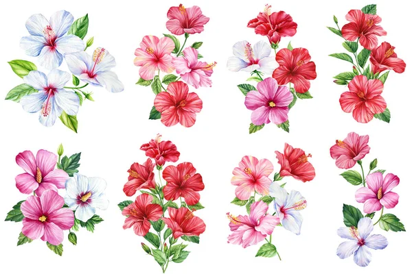 히비스커스 꽃들이 식물상의 요소들 색으로 질높은 — 스톡 사진
