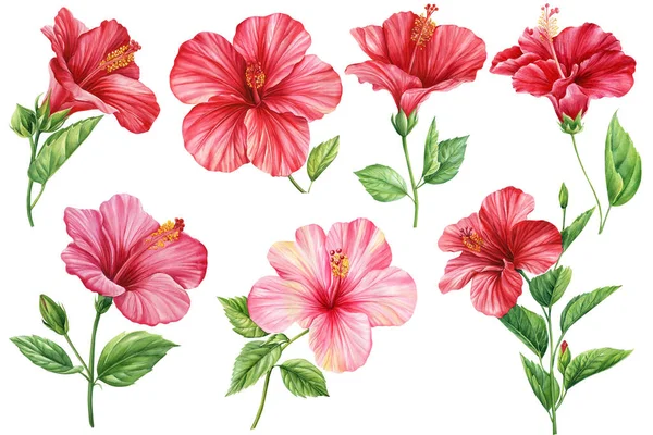 Sada Květin Ibišku Izolované Bílé Pozadí Botanické Ilustrace Tropické Květiny — Stock fotografie