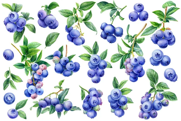 一套有叶子的蓝莓 植物在白色背景下被隔离 水彩浆果的例子 高质量的例证 — 图库照片
