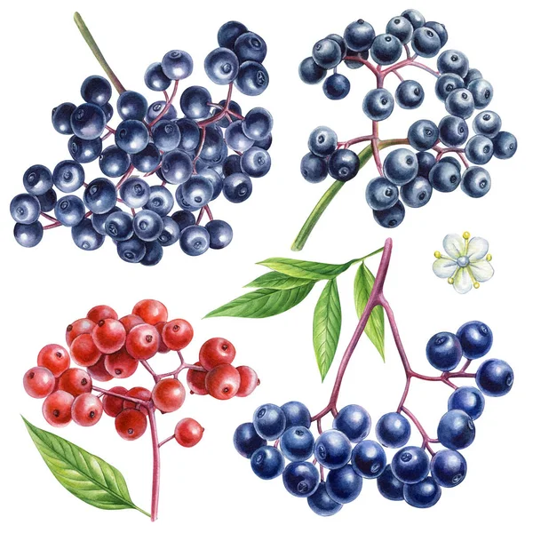 一组接骨木莓水彩画 植物绘画在白色背景下被隔离 水彩浆果的例子 高质量的例证 — 图库照片
