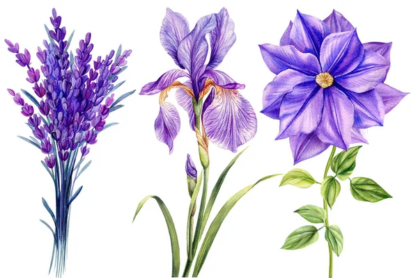 Цветы Изолированном Белом Фоне Акварельные Иллюстрации Фиолетовый Лотос Лаванда Эвкалипт — стоковое фото