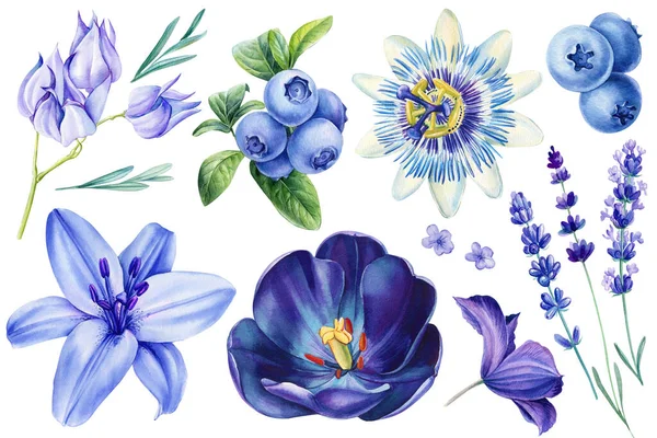 Flores Sobre Fondo Blanco Aislado Ilustraciones Acuarela Tulipán Azul Lavanda — Foto de Stock