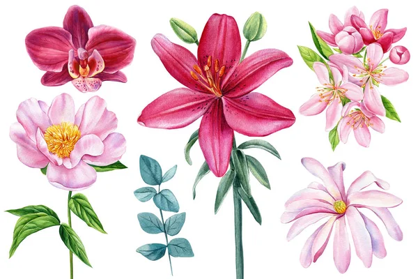 Set Van Felle Appelboom Bloemen Botanische Schilderkunst Geïsoleerd Witte Achtergrond — Stockfoto