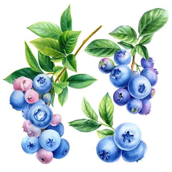 Set Blueberries Leaves Botanical Isolated White Background Watercolor Berries Illustration — Stock Photo, Image