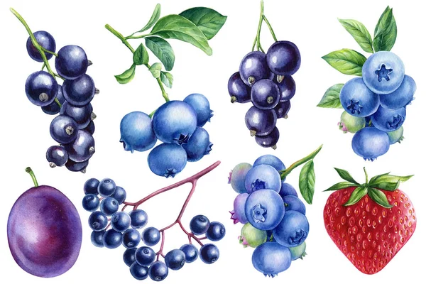 设置蓝莓 接骨木莓 醋栗和李子 孤立的白色背景 水彩画手绘插图 高质量的例证 — 图库照片