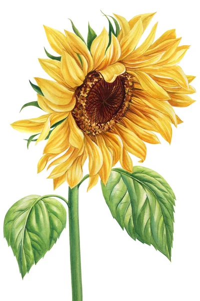 Helle Blumen Sonnenblumen Isoliert Auf Weißem Hintergrund Botanische Malerei Aquarellabbildungen — Stockfoto