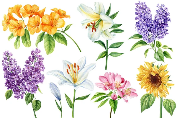 Fiori Estivi Isolati Sfondo Bianco Illustrazioni Botaniche Acquerello Set Lilla — Foto Stock