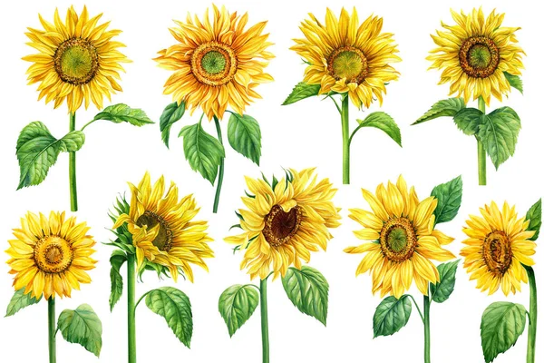 Blumen Aquarell Sonnenblumen Setzen Isoliert Weißen Hintergrund Botanische Malereiillustrationen Gelbes — Stockfoto