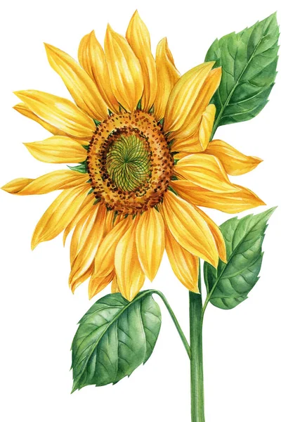 Heldere Bloemen Zonnebloemen Geïsoleerd Witte Achtergrond Botanische Schilderkunst Aquarel Illustraties — Stockfoto