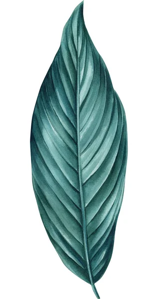 Πράσινο Τροπικό Φύλλο Απομονωμένο Λευκό Φόντο Ακουαρέλα Εικονογράφηση Σχέδιο Ζούγκλας — Φωτογραφία Αρχείου