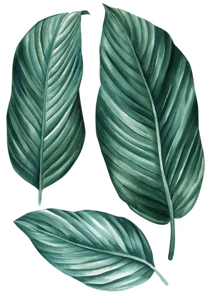 Set Verde Foglie Tropicali Isolato Sfondo Bianco Acquerello Illustrazione Piante — Foto Stock