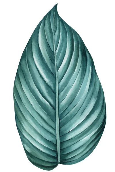 Feuille Tropicale Verte Isolée Sur Fond Blanc Illustration Aquarelle Dessin — Photo