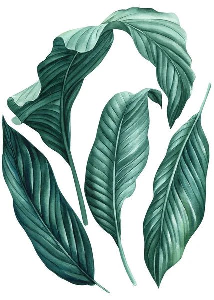 Uppsättning Tropiska Blad Vit Bakgrund Akvarell Illustration Omslagspapper Textil Eller — Stockfoto