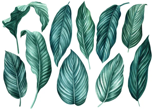 Set Donkergroene Tropische Bladeren Geïsoleerde Witte Achtergrond Aquarel Illustratie Jungle — Stockfoto