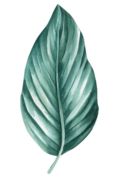 Πράσινο Τροπικό Φύλλο Απομονωμένο Λευκό Φόντο Ακουαρέλα Εικονογράφηση Σχέδιο Ζούγκλας — Φωτογραφία Αρχείου