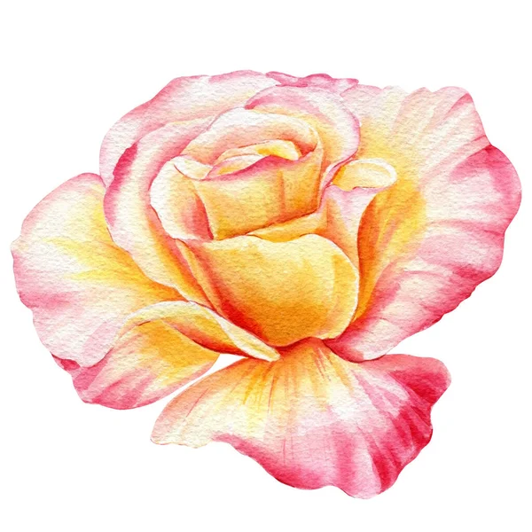 Rose Een Witte Achtergrond Bloem Aquarel Illustratie Voor Bruiloft Uitnodigingen — Stockfoto
