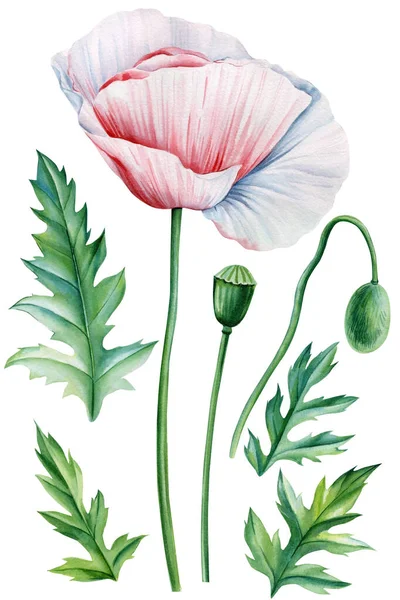 Акварель Розового Мака Листья Белые Цветы Винтажная Ботаническая Иллюстрация Высокое — стоковое фото