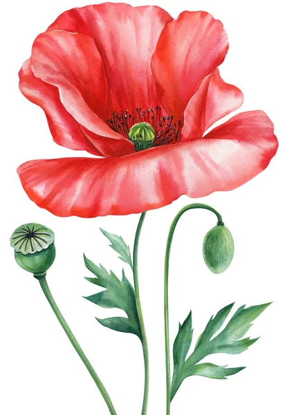 Red Poppy Summer Flower Leaf Seed Bud Floral Elements Watercolor — Stock Photo, Image