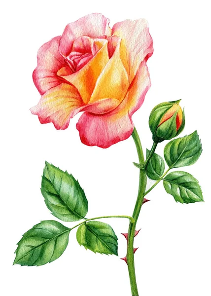 Ramo Rosa Flor Folhas Ilustração Floral Aquarela Para Convites Casamento — Fotografia de Stock